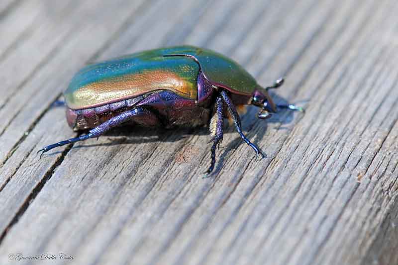 Cetonia arcobaleno